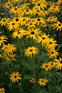 Picture of Rudbeckia Goldsturm